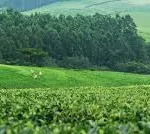 ActionAid empowers 135,000 farmers with sustainable farming skills