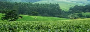 african green